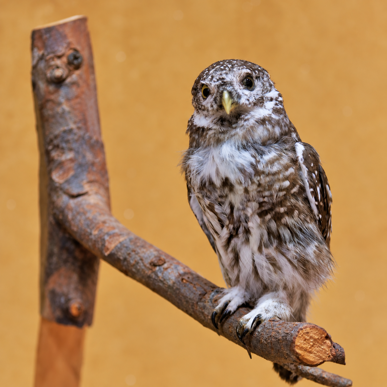 High-quality vintage full-body taxidermy specimen of a Little Owl standing alert on a natural rustic wooden tree branch with an official museum or inventory hanging tag